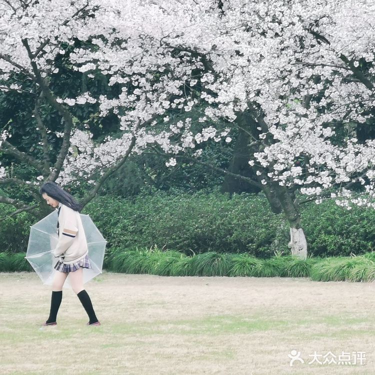 免费! #花港公园 #樱花 #盛花期到了