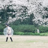 免费! #花港公园 #樱花 #盛花期到了
