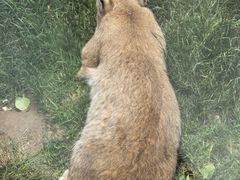 -青藏高原野生动物园