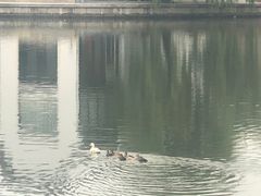 -台儿庄古城