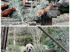-都江堰中华大熊猫苑