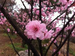 -香雪海