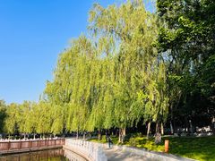 -莲花池公园