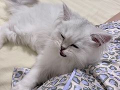 -猫大福·Fortune Cat猫舍(百子湾店)