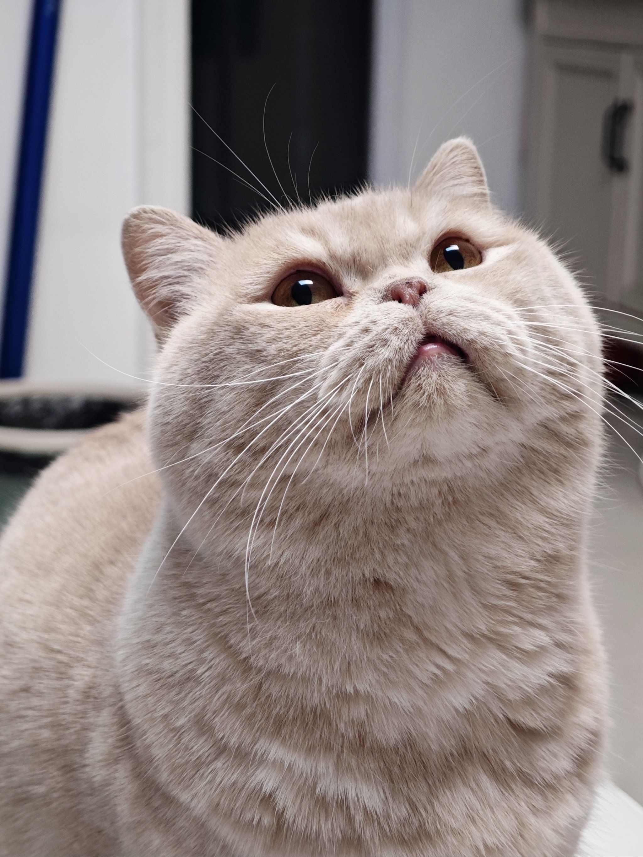 🐱萌萌哒的曼斯基康矮脚猫