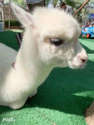 -萌宠亲子动物乐园(槐房万达店)