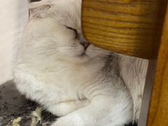 -蓝鲸·缅因猫舍