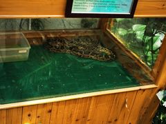 -上海大自然野生昆虫馆(东方明珠·爬宠昆虫探索中心)