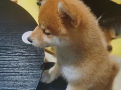-逗柴咖啡屋·狗咖猫咖宠物桌游