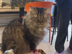 -平行世界·猫咖(首经贸店)