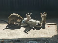 -大连森林动物园