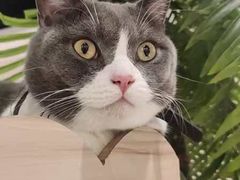 -藏猫猫咖啡主题馆(中央大道店)