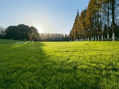 -合肥滨湖国家森林公园