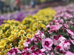 -厦门园林博览苑