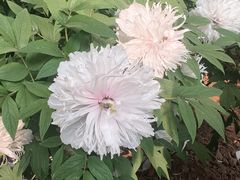 -洛阳市隋唐城遗址植物园