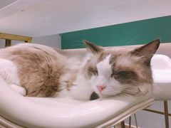 -飞行喵MR PILOT|猫舍·猫咖(静安大融城店)