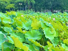 -陈家山荷花公园