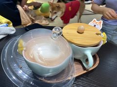 -逗柴咖啡屋·狗咖猫咖宠物桌游