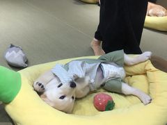 -逗柴咖啡屋·狗咖猫咖宠物桌游