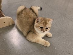 -飞行喵MR PILOT|猫舍·猫咖(静安大融城店)