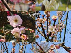 -东湖听涛景区