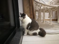 -L•野生眉半永久纹眉纹绣