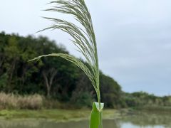 -昆山城市生态森林公园