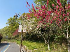 -杭州半山国家森林公园