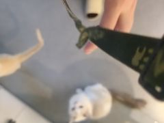 -琪喵猫屋·撸猫猫咖·猫舍