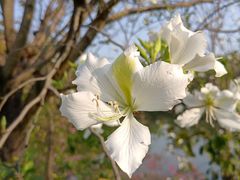 -中国科学院华南植物园