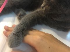 -三花喵·撸猫购宠·宠物生活馆(虹桥南丰城店)