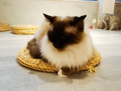-猫儿山۰猫主题餐厅