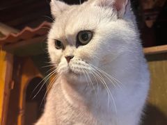 -壹六猫窝(谷德店)