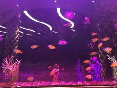 -瑞德姆美人鱼海底演艺主题餐厅(亚龙湾店)
