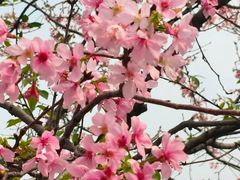 -天适樱花悠乐园
