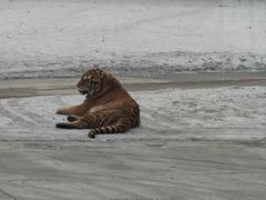 -横道河子东北虎林园