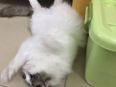 -宠颐生宠物医院外科·内科·皮肤科·影像科(石龙店)