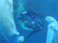 -秦皇岛乐岛海洋王国