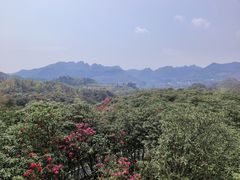 -贵州百里杜鹃风景名胜区