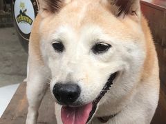 -柴犬高等学院·狗咖·柴犬售卖·宠物训练