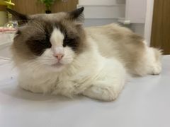 -COLOR PETS 撸猫馆·购猫·猫咖(长风大悦城店)