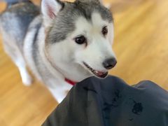 -Husky Go! 哈士奇体验馆·宠物咖啡厅狗咖