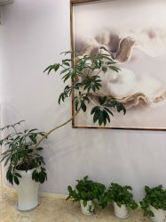 -紫琪尔胸部养护中心
