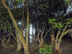 -宝安西湾红树林湿地公园