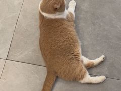 -伟伟宠物医院·CT影像中心·瑞派犬猫综合性门诊(汉口总院)