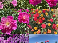 -石家庄市植物园