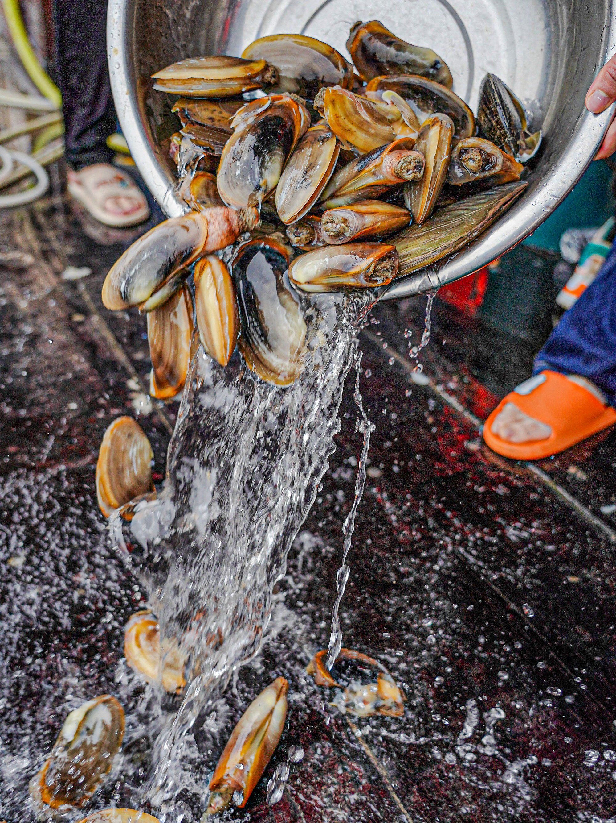 在深圳也能吃到!24小时内从北海捕捞来的鲜活蚌仔!