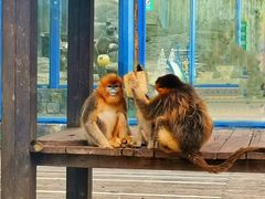 -大连森林动物园