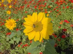 -北陵公园