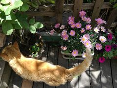 -海边的猫和咖啡馆